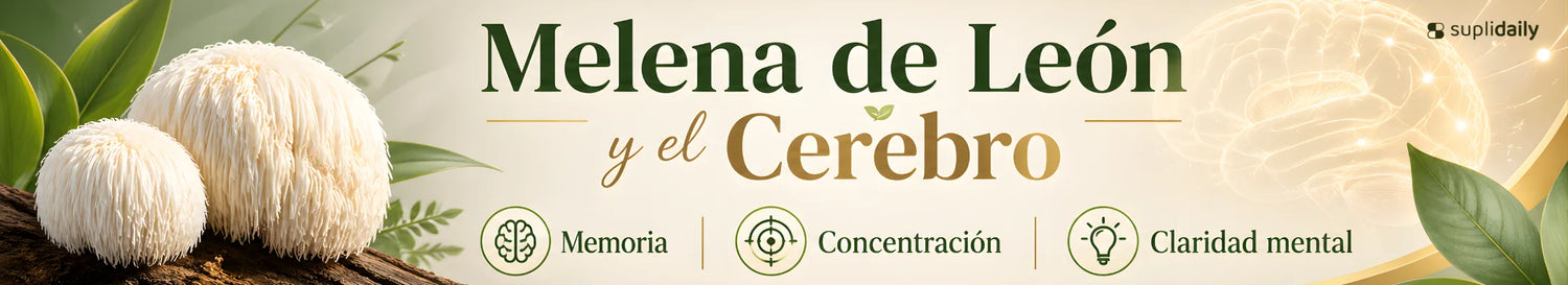 Melena de león beneficios para el cerebro memoria concentración y claridad mental suplemento natural